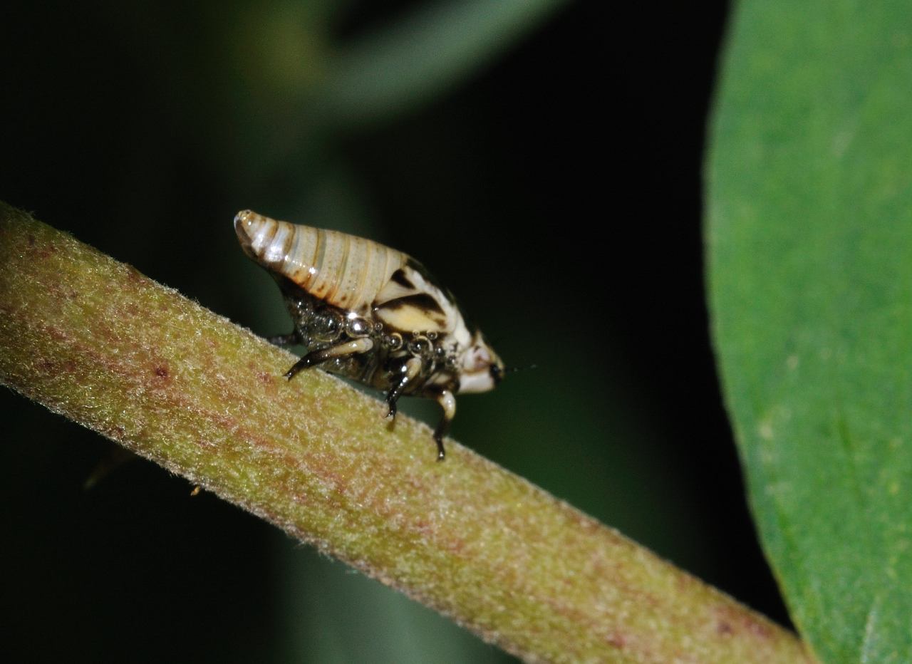 ID homoptera [ ninfa di Lepyronia coleoptrata ]